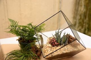 Terarium, Taman Mini Penghias Rumah