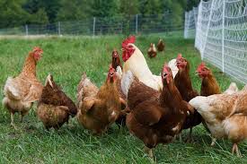 Ayam Broiler vs Ayam Kampung, Pilih Mana? 