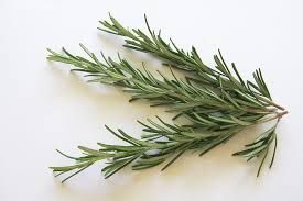 Rosemary, si Embun Lautan yang Kaya Manfaat