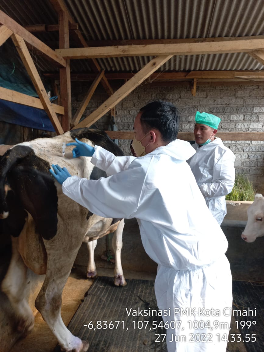 Cegah Wabah PMK, Hewan Ternak di Kota Cimahi Disuntikan Vaksin