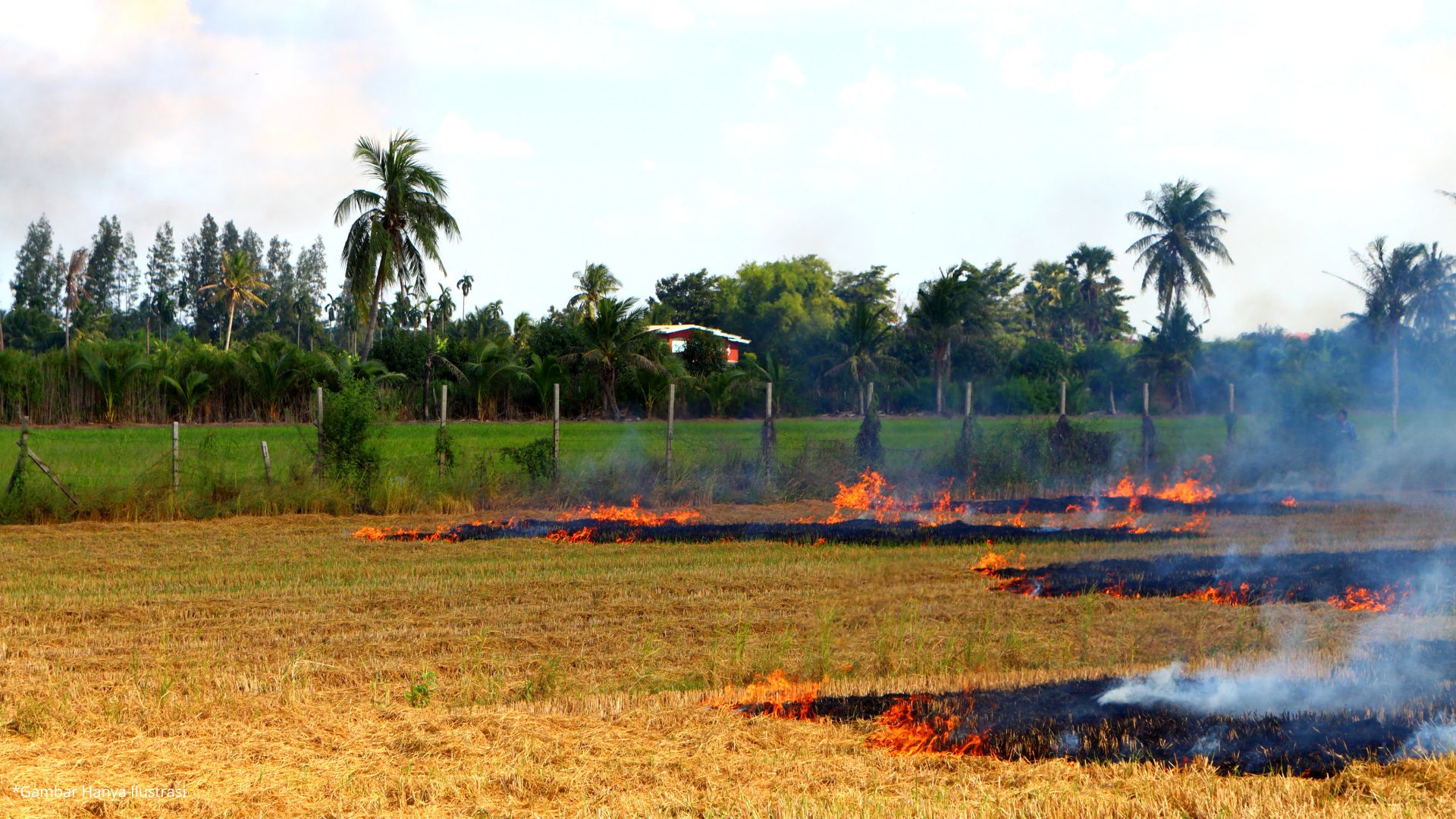 Waspada Musim Kemarau! Damkar Kota Cimahi Tangani Kebakaran Lahan Kosong di Leuwigajah