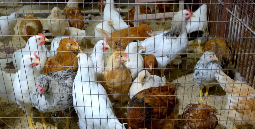 Pemkot Cimahi Bakal Lakukan Vaksinasi Flu Burung