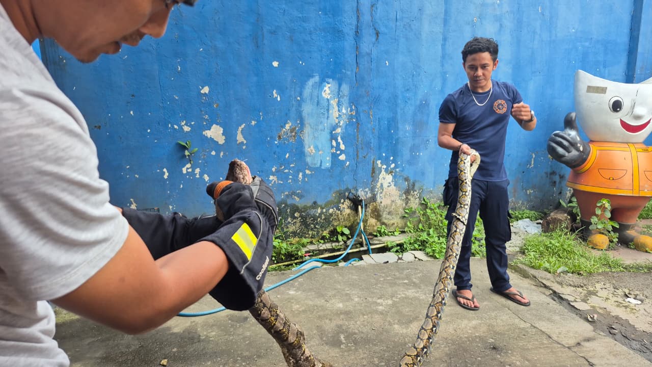 Damkar Cimahi Evakuasi Ular Sanca 2,5 Meter dari Tiang listrik di Tengah Kota