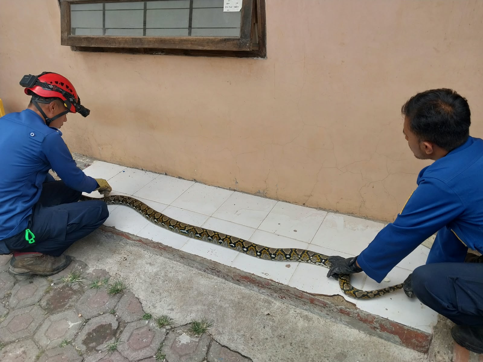 Damkar Kota Cimahi 7 Menit Recuse Ular Sanca dari Dalam Tanah Halaman Rumah Warga