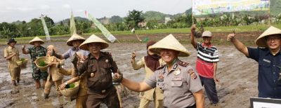 Pemda Kota Cimahi Laksanakan Tanam Padi Serentak