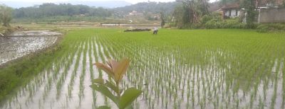 Dua Toko Pupuk Siap Layani Petani Cimahi Pakai Kartu Tani