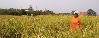  Jadwal Tanam Padi Unggul Inpago Tunggu Air Hujan