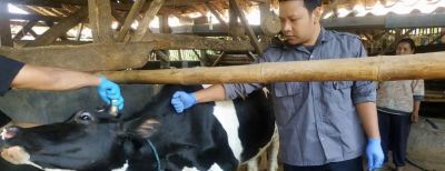 Cegah Antraks, Dispangtan Bakal Periksa SKKH Sapi