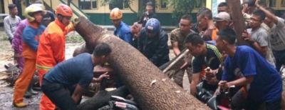 Harta Benda Tertimpa Pohon Tumbang, Warga Cimahi Bisa Ajukan Klaim Asuransi