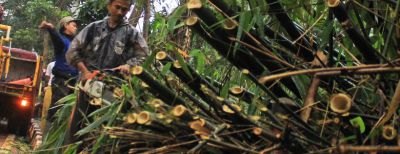 DLH Kota Cimahi Lakukan Upaya Pencegahan Pohon Tumbang