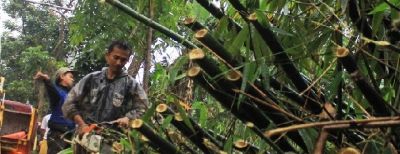 DLH Kota Cimahi Antisipasi Pohon Tumbang Di Musim Penghujan