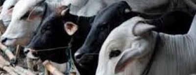 Berikut Cara Mengenali Hewan Kurban Sehat