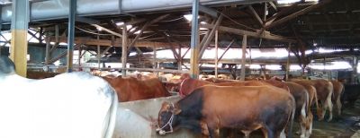 17 Petugas Kesehatan Dikerahkan Periksa Hewan Qurban di Cimahi