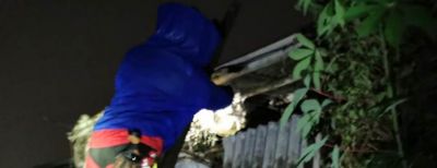 Damkar Kota Cimahi Tangani Serangan Tawon Vespa Affinis Yang Berbahaya