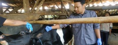 Dispangtan Cimahi Mulai Periksa Hewan Kurban Senin Besok