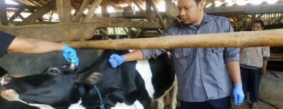 Dispangtan Cimahi Dorong Peternak Asuransikan Sapinya