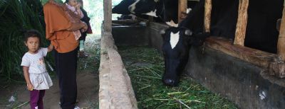 Kota Cimahi Dapat Jatah 20 Ekor Sapi Untuk Diasuransi