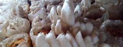 Bisnis Jamur Tiram di Cimahi Cukup Menjanjikan