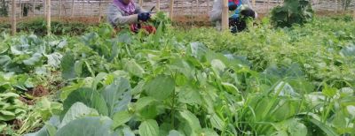 Kartu Tani Belum Terisi Kuota, ini Penjelasan Dispangtan Kota Cimahi