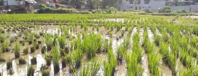 Asik…Hasil Panen Padi di Kota Cimahi Terus Meningkat