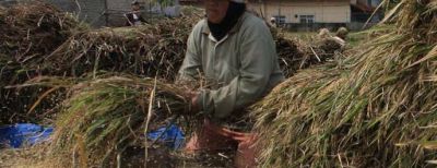 Pemkot Cimahi Bekerjasama Dengan Kodim 0609/Kab. Bandung Tambah Luas Areal Tanam Padi