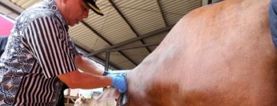 Pemeriksaan Hewan Kurban, Pastikan Sehat dan Memenuhi Syarat