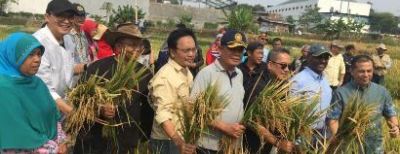 Tambahan Obat Penyubur Organik Bisa Tingkatkan Produksi Padi