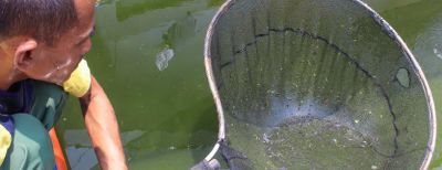 Pembibitan Ikan Lele Terus Digalakkan BBIAT Kota Cimahi