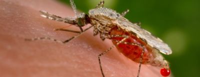 Nyamuk Anopheles Belum Singgah di Cimahi