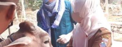 Pemeriksaan Hewan Kurban Ditemukan Hewan Sakit dan Tidak Layak