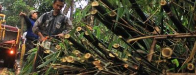 Antisipasi Pohon Tumbang Dengan Pemangkasan