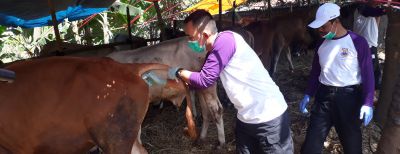 Hewan Kurban Mulai Diperiksa