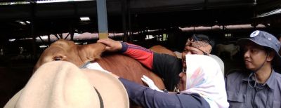 Jumlah Hewan Qurban di Cimahi yang Sudah Diperiksa Petugas Kesehatan