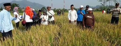 Petani Ikuti Sekolah Lapangan Pertanian