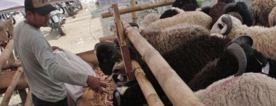 Dinas Ketahanan Pangan dan Pertanian Kota Cimahi Bakal Periksa Hewan Kurban