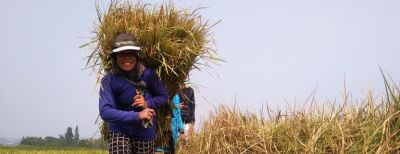  Bibit Padi Inpago Siap Ditanam Dimusim Kemarau