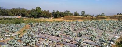Sawah Kekeringan di Cimahi Mulai Ditanami Sayuran
