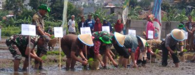 Tanam Padi Serentak Digelar di Cimahi
