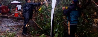 Waspada Cuaca Ekstrim, DLH Kota Cimahi Tangani Pohon Tumbang dan Tingkatkan Pemeliharaan