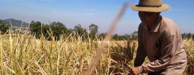 Dispangtan Cimahi Komitmen Pertahankan Lahan Pertanian