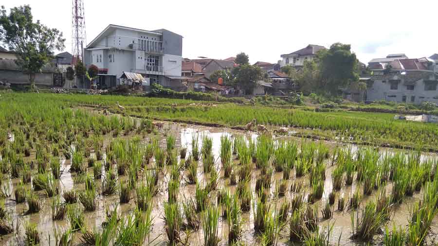 Dispangtan Kota Cimahi Ajak Masyakat Ikut Berperan Ciptakan Kemandirian ...